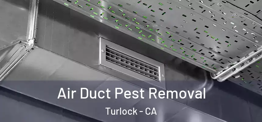 Air Duct Pest Removal Turlock - CA